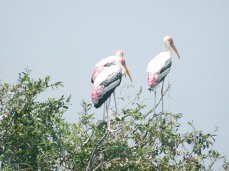 painted-stork